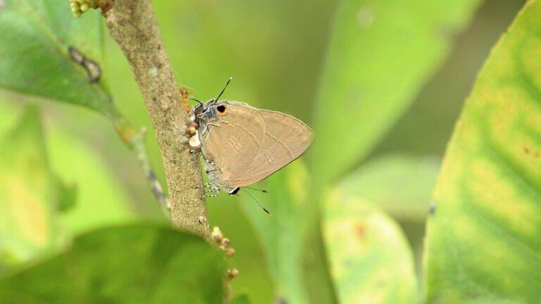 How Political Campaign Ads Influence Election Campaign Outcomes