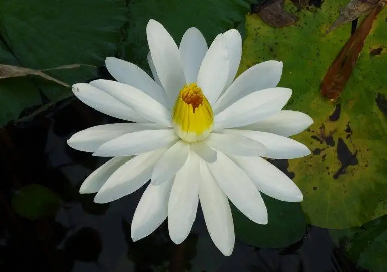 How Election Campaign Rhetoric Affects Political Campaign Narratives